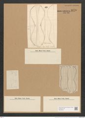 Amphora arenaria Donk. (de-Toni-Nr.: Genus 36, Species 1657) Zeichnungen Sammlung Grunow Nr. 3170 (NHMW-BOT-W0370610)